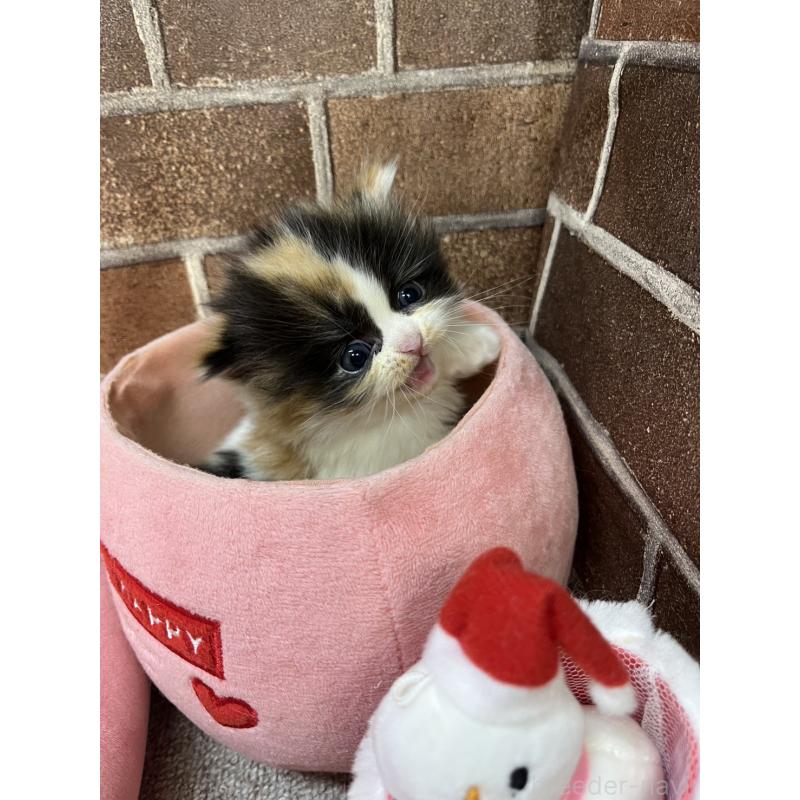 販売中の東京都のミヌエット(短足)-132992の4枚目