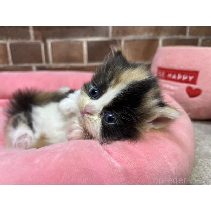 販売中の東京都のミヌエット(短足)-132992の3枚目