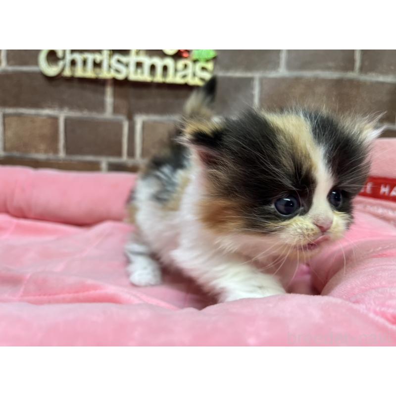 販売中の東京都のミヌエット(短足)-132992の2枚目