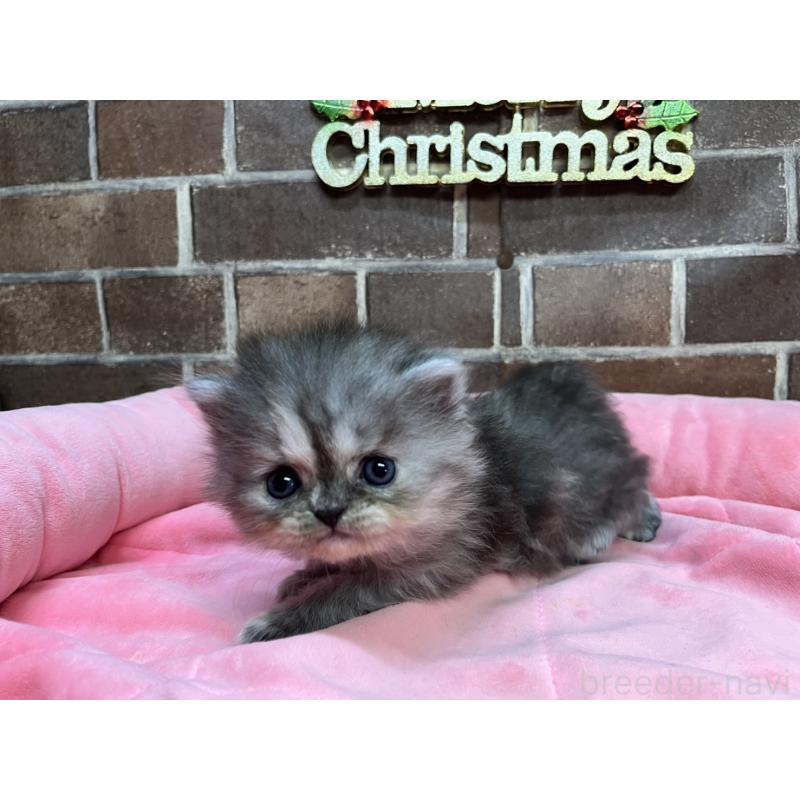 販売中の東京都のミヌエット-132993の13枚目