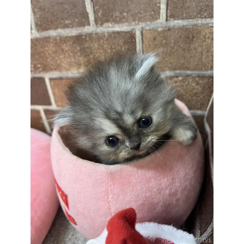 販売中の東京都のミヌエット-132993の12枚目