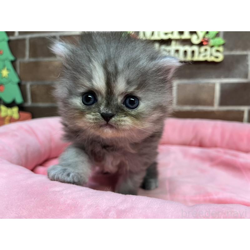 販売中の東京都のミヌエット-132993の11枚目