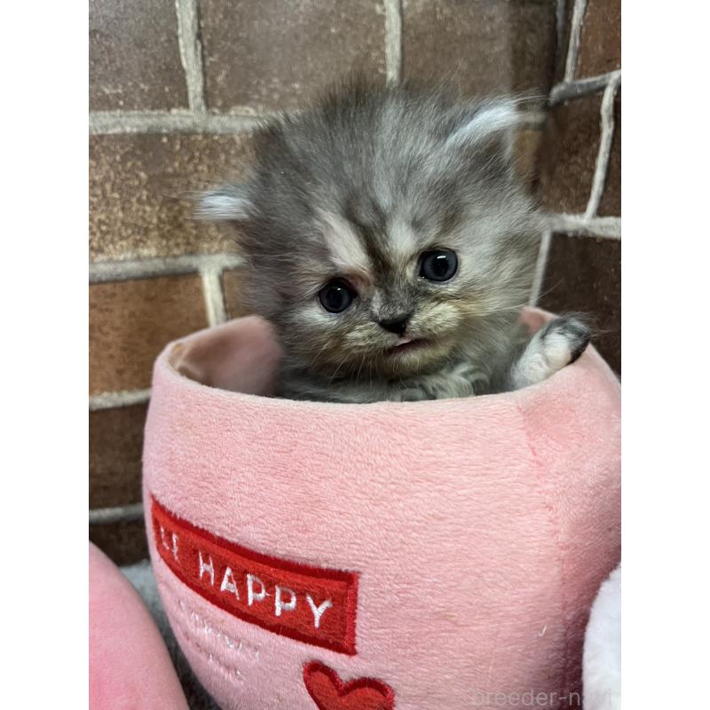 販売中の東京都のミヌエット-132993の10枚目