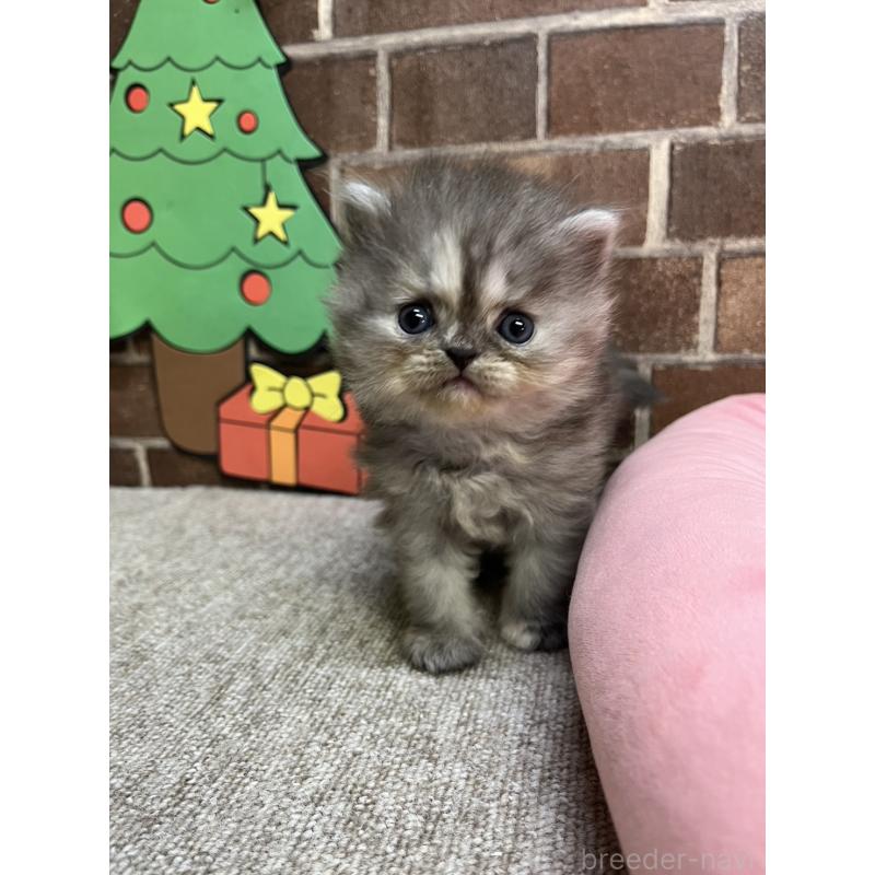 販売中の東京都のミヌエット-132993の9枚目