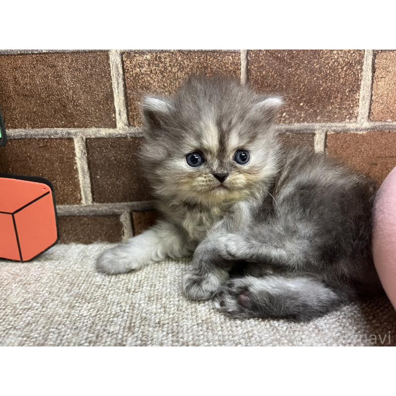 販売中の東京都のミヌエット-132993の8枚目