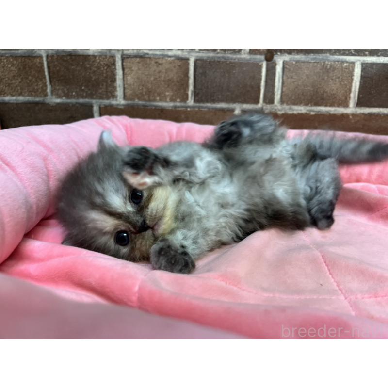 販売中の東京都のミヌエット-132993の7枚目