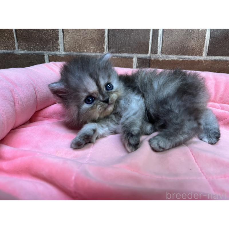 販売中の東京都のミヌエット-132993の6枚目