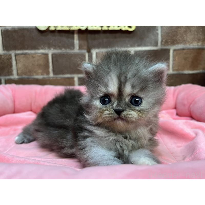 販売中の東京都のミヌエット-132993の5枚目