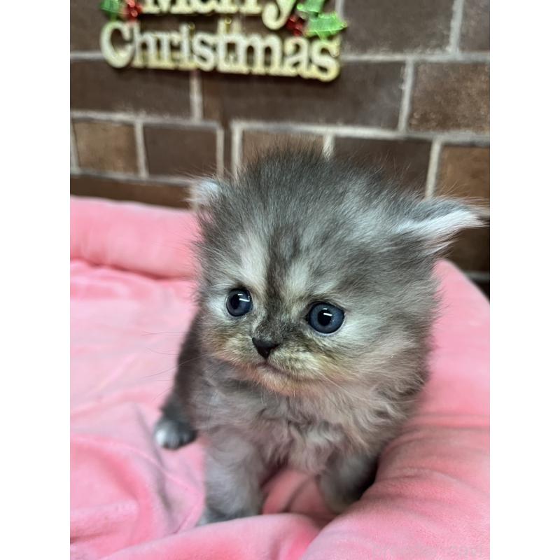 販売中の東京都のミヌエット-132993の4枚目