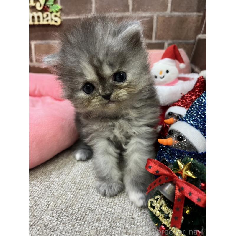 販売中の東京都のミヌエット-132993の3枚目