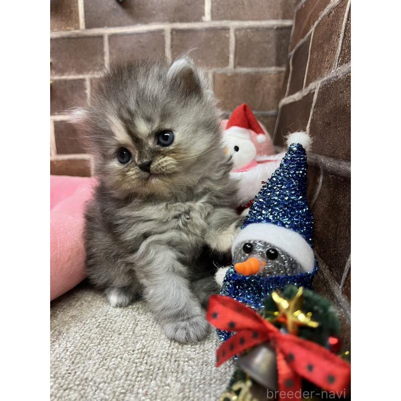 販売中の東京都のミヌエット-132993の2枚目