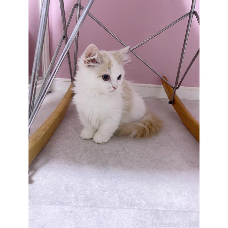 販売中の福岡県のミヌエット(短足)-133059の5枚目