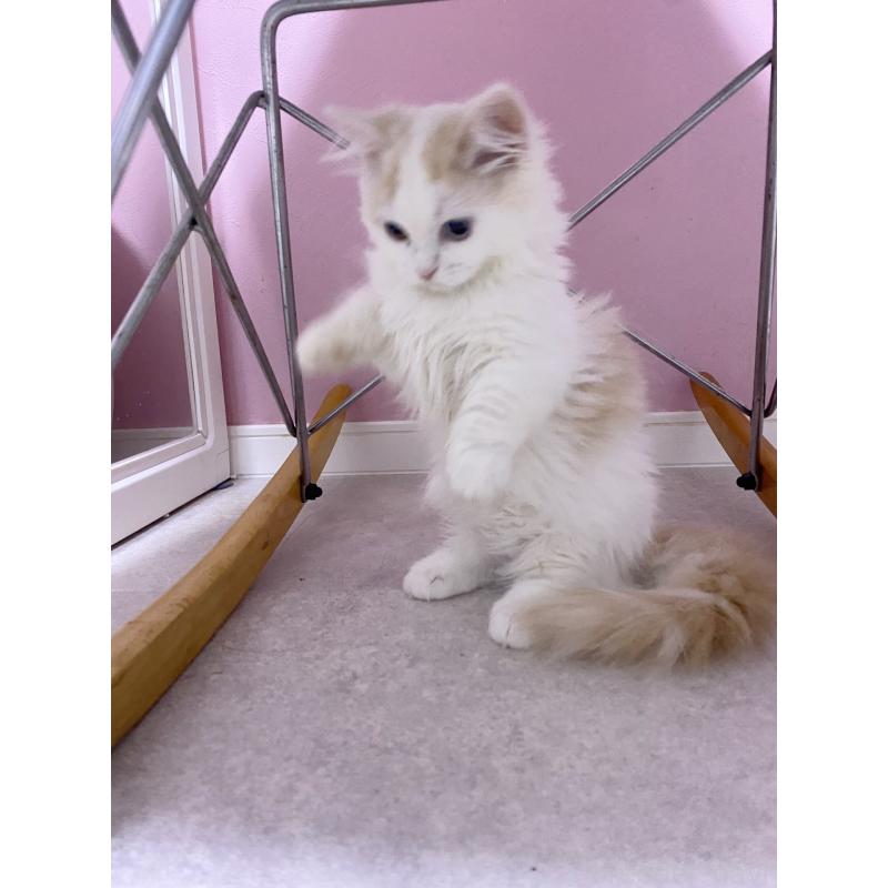 販売中の福岡県のミヌエット(短足)-133059の4枚目