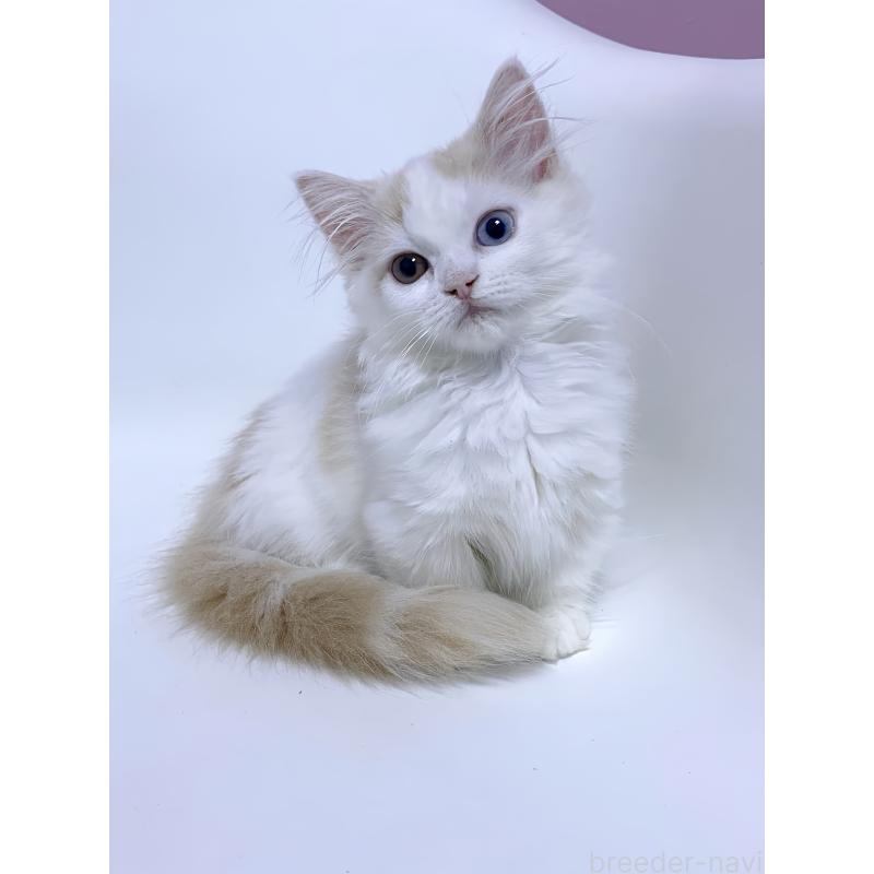 販売中の福岡県のミヌエット(短足)-133059の3枚目