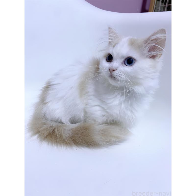 販売中の福岡県のミヌエット(短足)-133059の2枚目