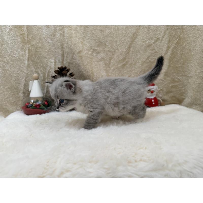 販売中の千葉県のサイベリアン-133061の10枚目