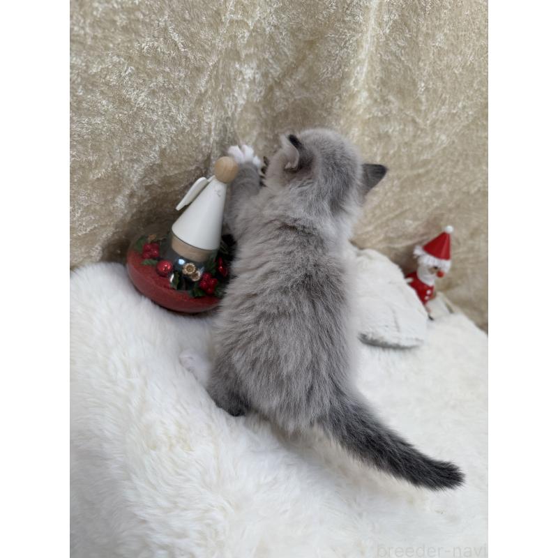 販売中の千葉県のサイベリアン-133061の9枚目