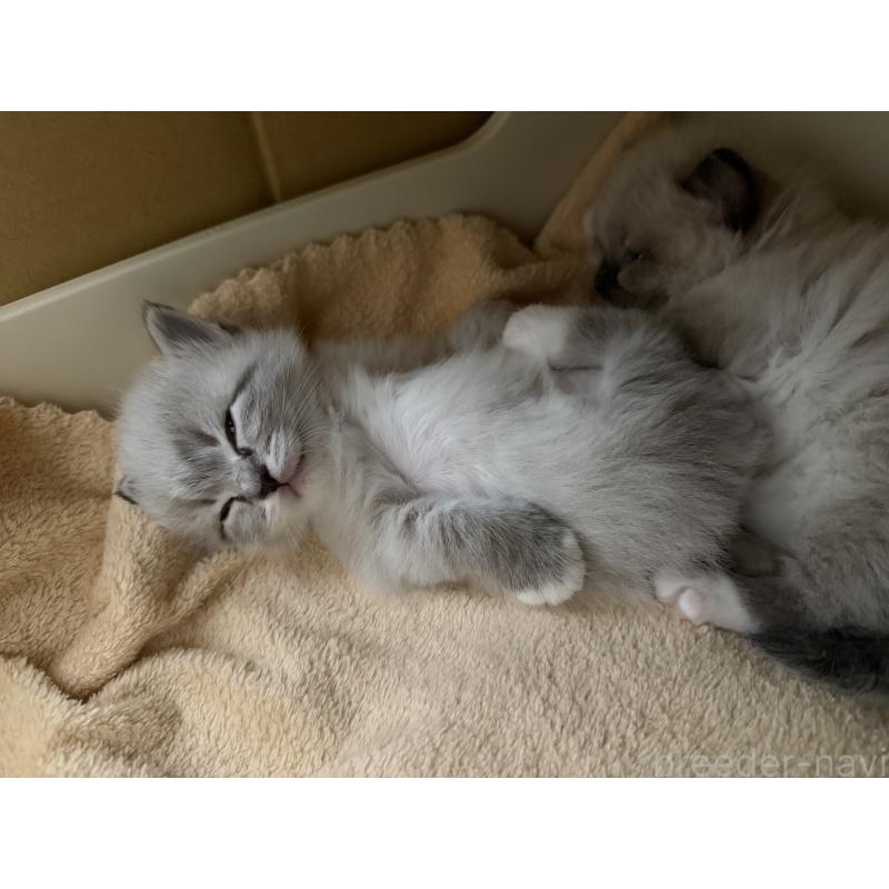 販売中の千葉県のサイベリアン-133061の8枚目