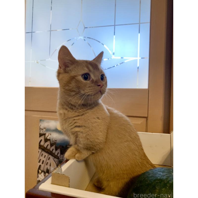 販売中の千葉県のミヌエット(短足)-127491の4枚目