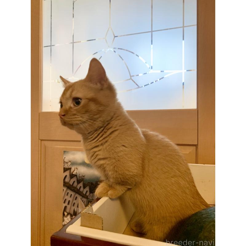 販売中の千葉県のミヌエット(短足)-127491の3枚目