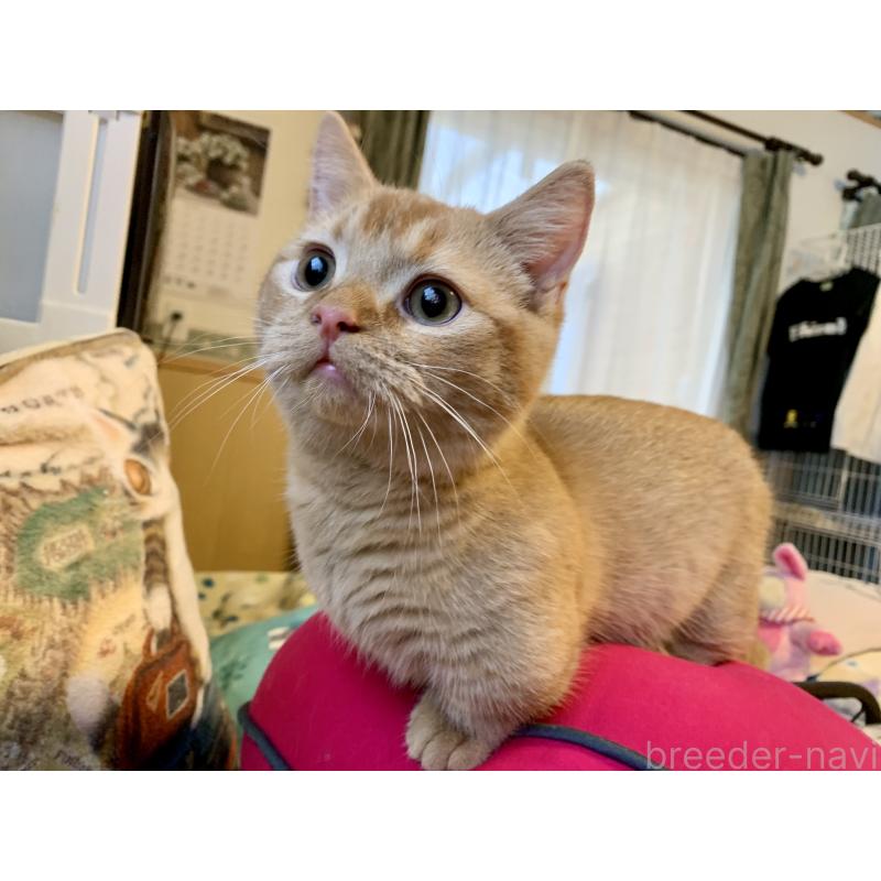 販売中の千葉県のミヌエット(短足)-127491の2枚目