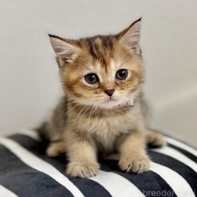 販売中の埼玉県のマンチカン-130896の1枚目