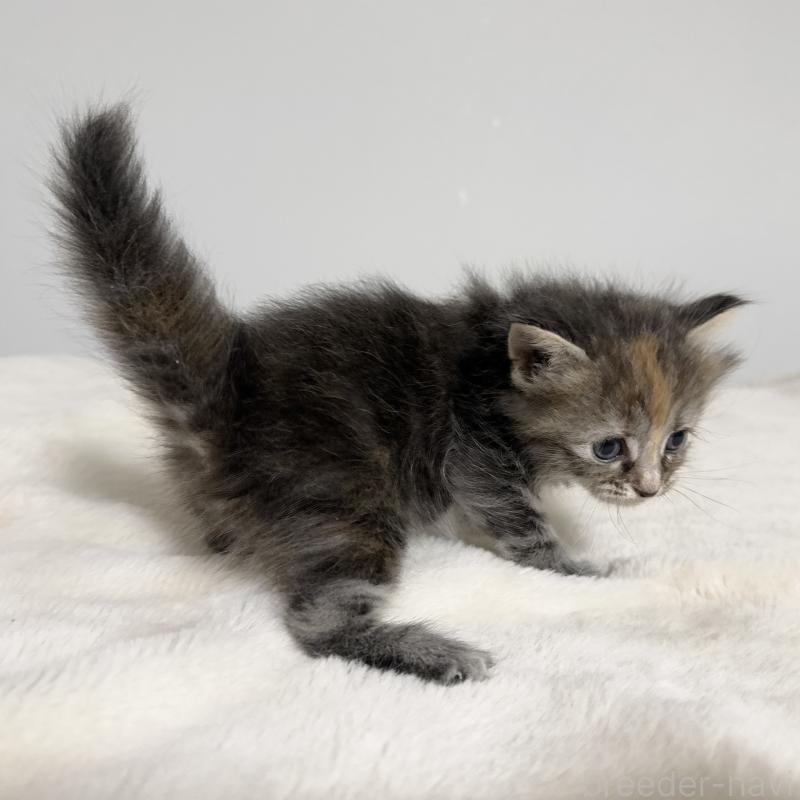 販売中の茨城県のサイベリアン-133066の6枚目