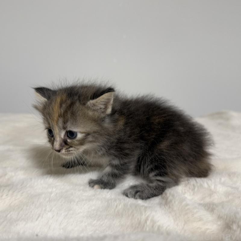 販売中の茨城県のサイベリアン-133066の5枚目