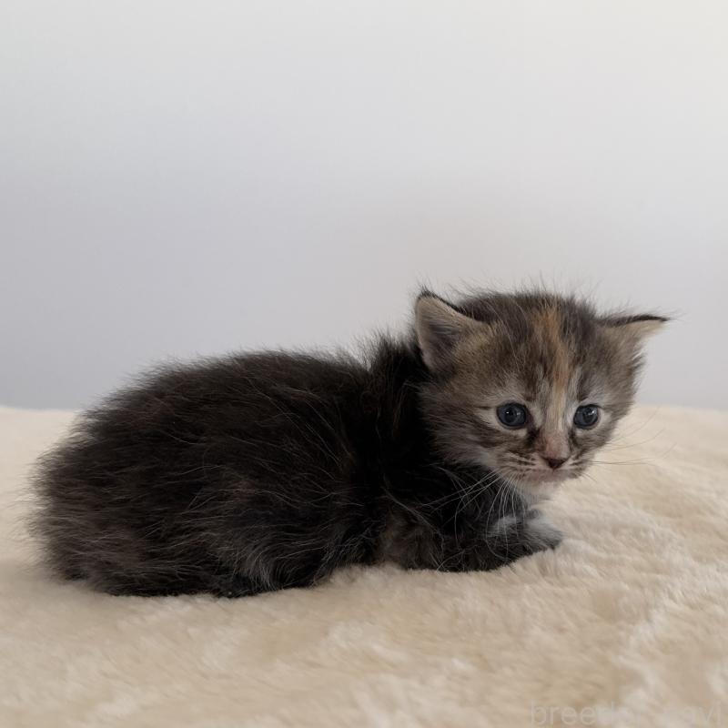 販売中の茨城県のサイベリアン-133066の4枚目