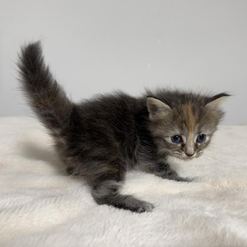 販売中の茨城県のサイベリアン-133066の3枚目