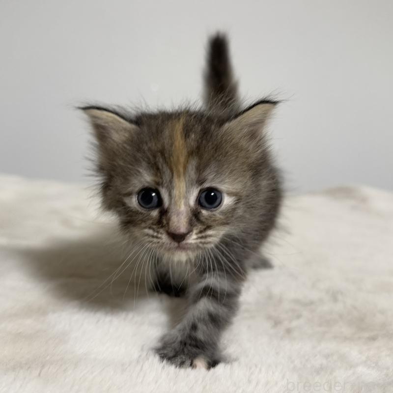 販売中の茨城県のサイベリアン-133066の2枚目