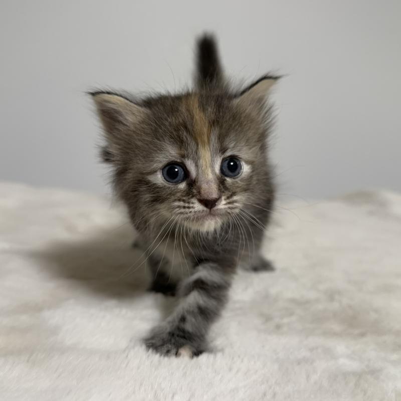 販売中の茨城県のサイベリアン-133066の1枚目