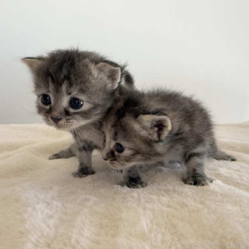 販売中の茨城県のサイベリアン-133067の7枚目