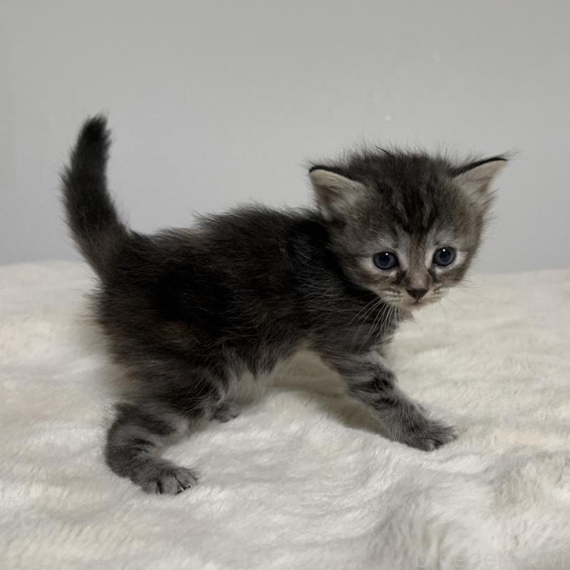 販売中の茨城県のサイベリアン-133067の6枚目