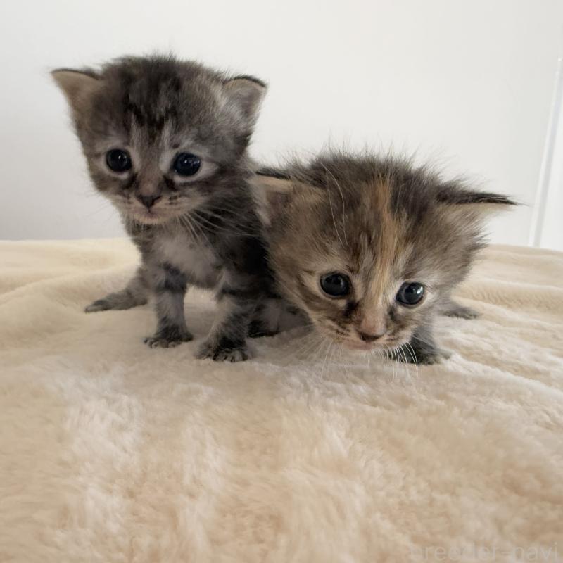 販売中の茨城県のサイベリアン-133067の5枚目