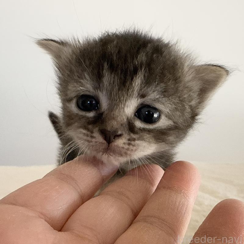 販売中の茨城県のサイベリアン-133067の4枚目