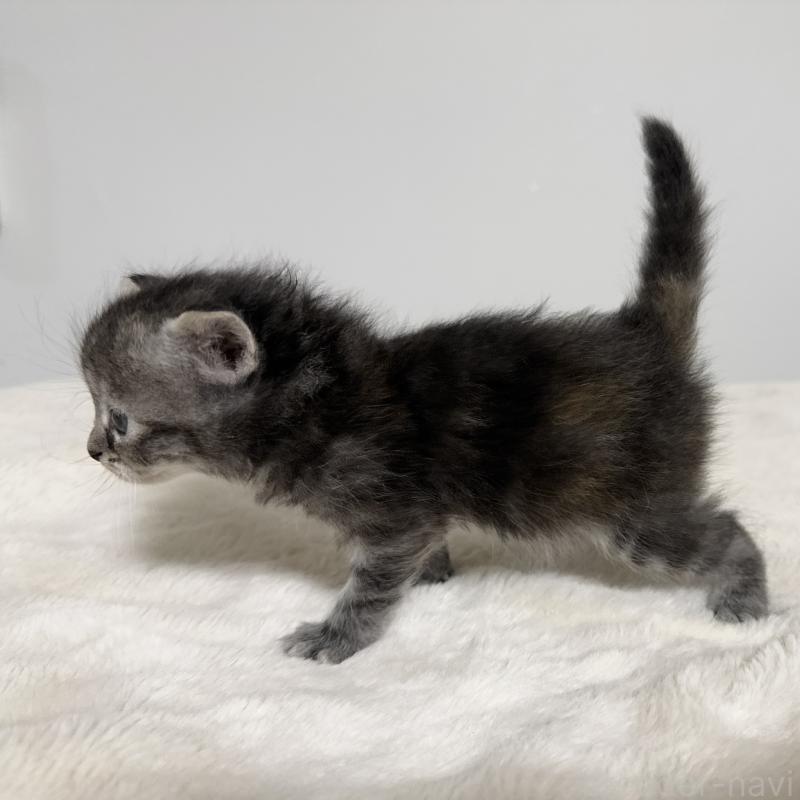 販売中の茨城県のサイベリアン-133067の3枚目