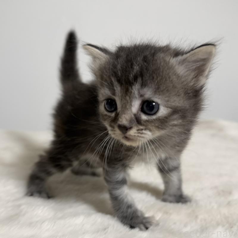 販売中の茨城県のサイベリアン-133067の2枚目