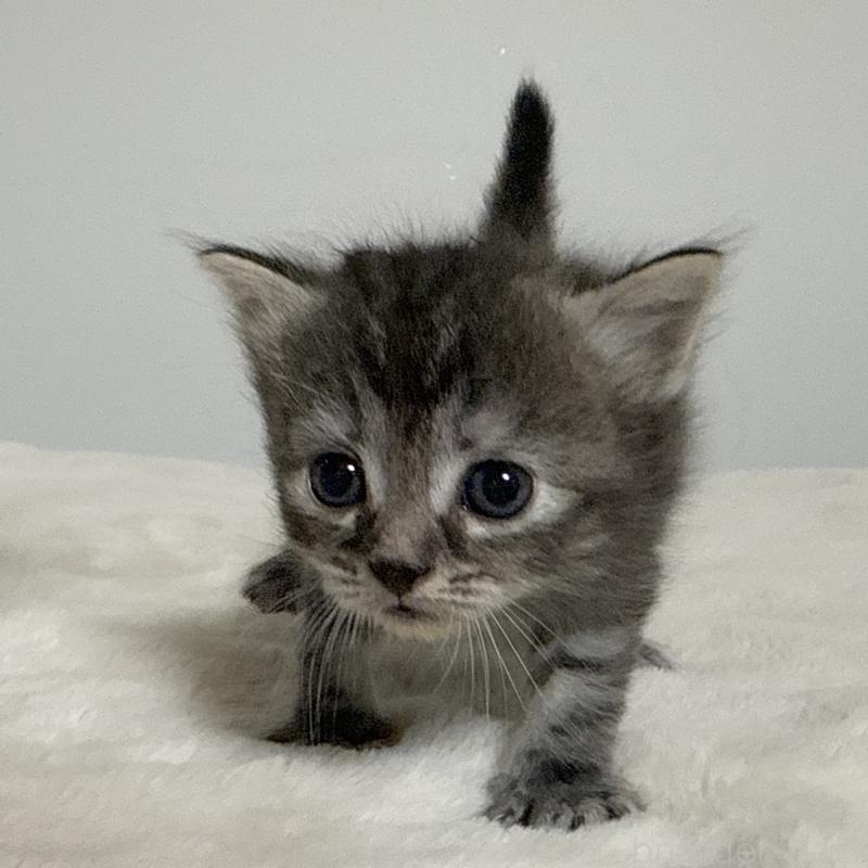 販売中の茨城県のサイベリアン-133067