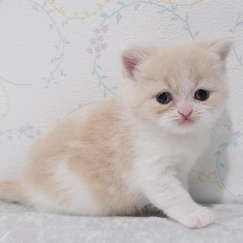 販売中の奈良県のブリティッシュショートヘア-133068の3枚目