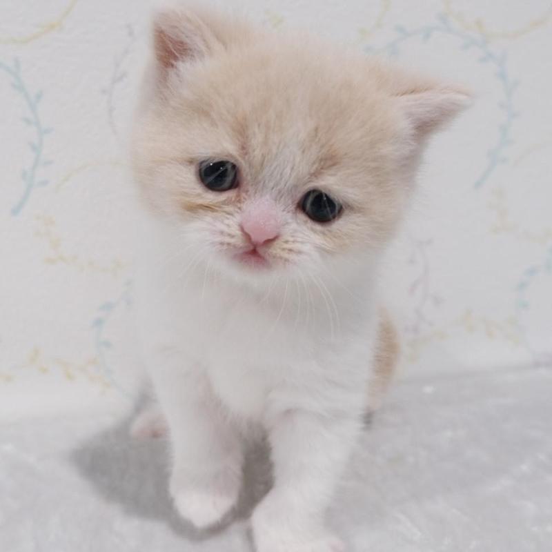 販売中の奈良県のブリティッシュショートヘア-133068の1枚目