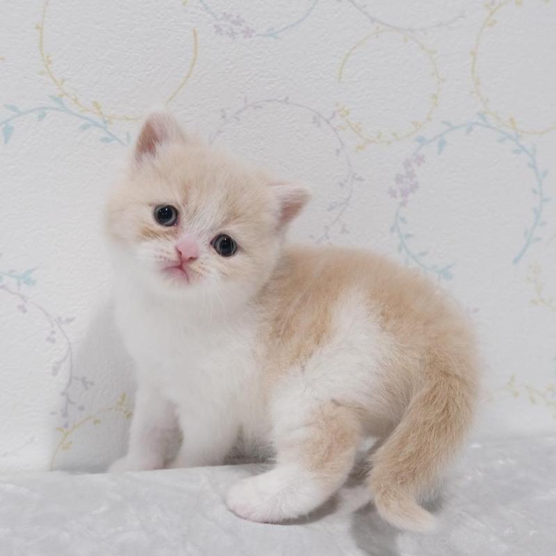 販売中の奈良県のブリティッシュショートヘア-133068の2枚目