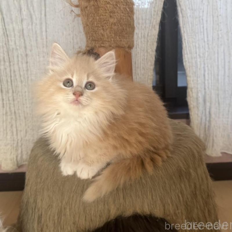 販売中の香川県のノルウェージャンフォレストキャット-133069の1枚目