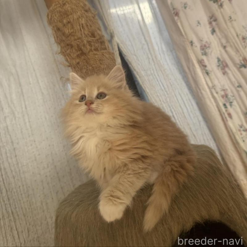 販売中の香川県のノルウェージャンフォレストキャット-133069の6枚目