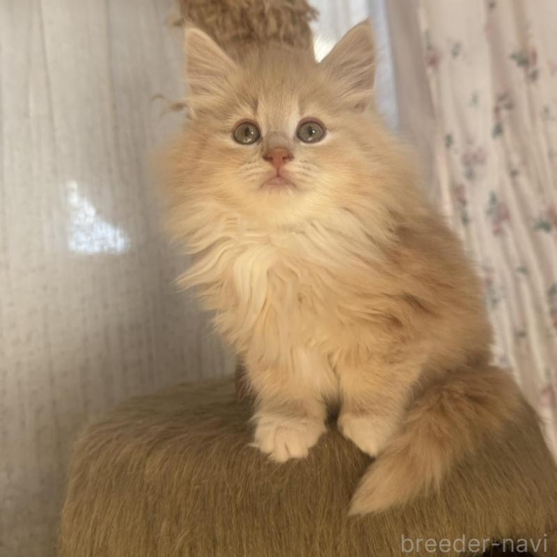 販売中の香川県のノルウェージャンフォレストキャット-133069の5枚目