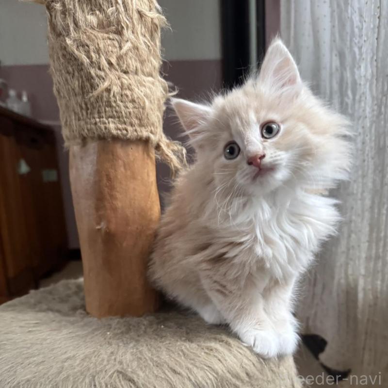 販売中の香川県のノルウェージャンフォレストキャット-133069の4枚目