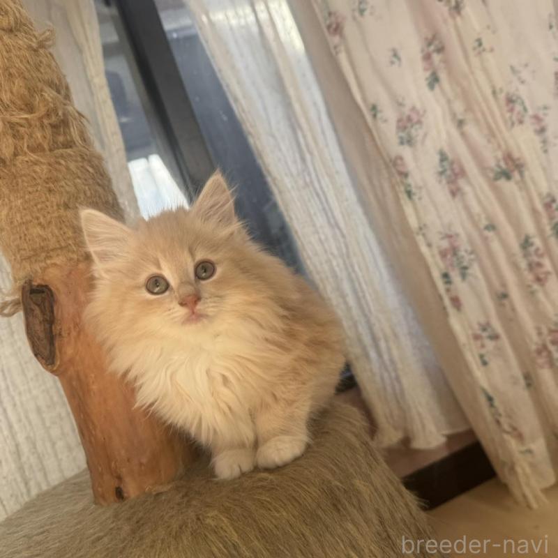 販売中の香川県のノルウェージャンフォレストキャット-133069の3枚目