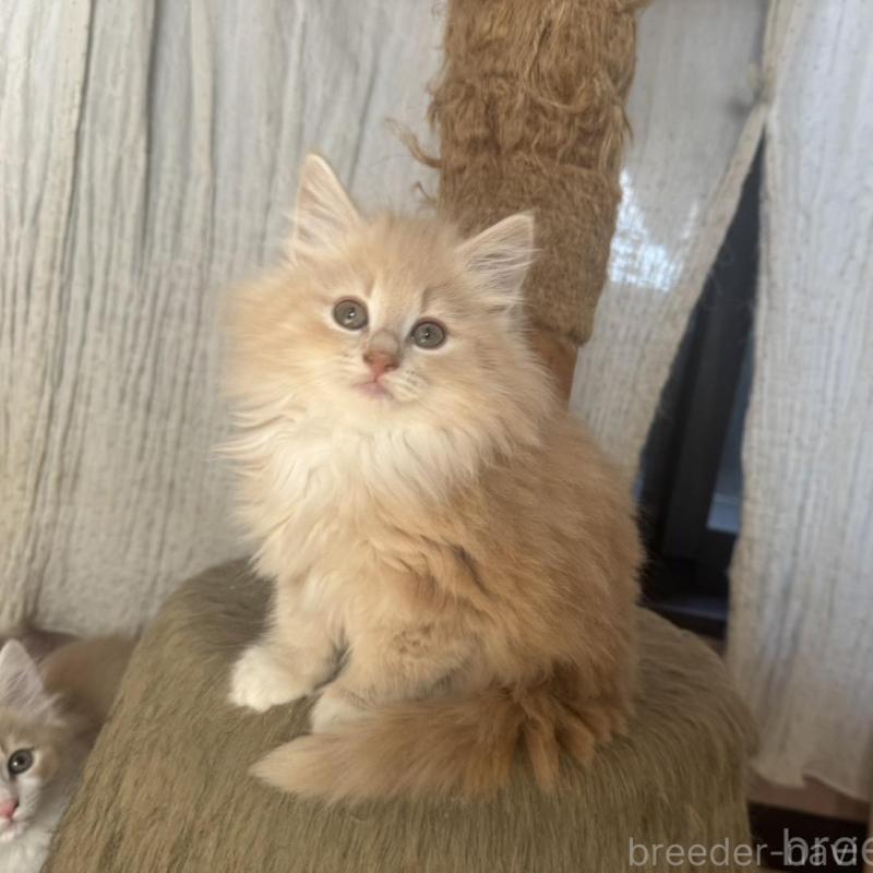 販売中の香川県のノルウェージャンフォレストキャット-133069の2枚目