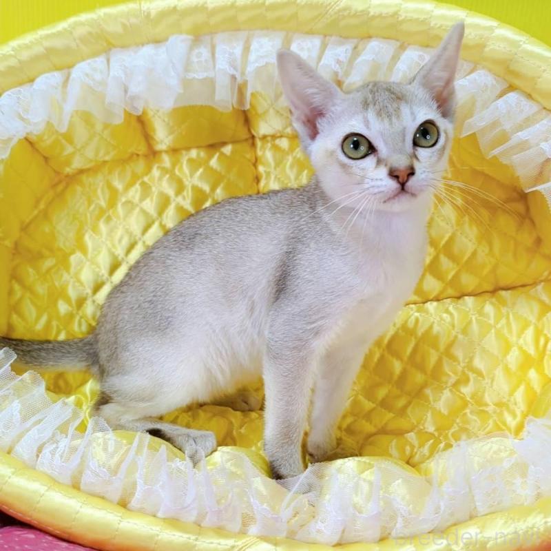 販売中の埼玉県のシンガプーラ-133070の6枚目