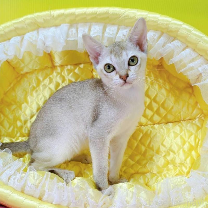 販売中の埼玉県のシンガプーラ-133070の5枚目